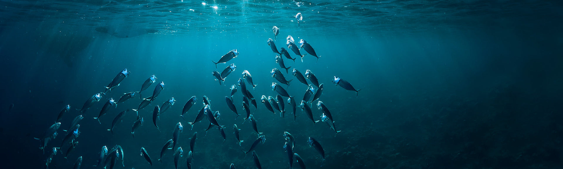 Omega Fish Oils