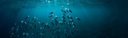 Omega Fish Oils