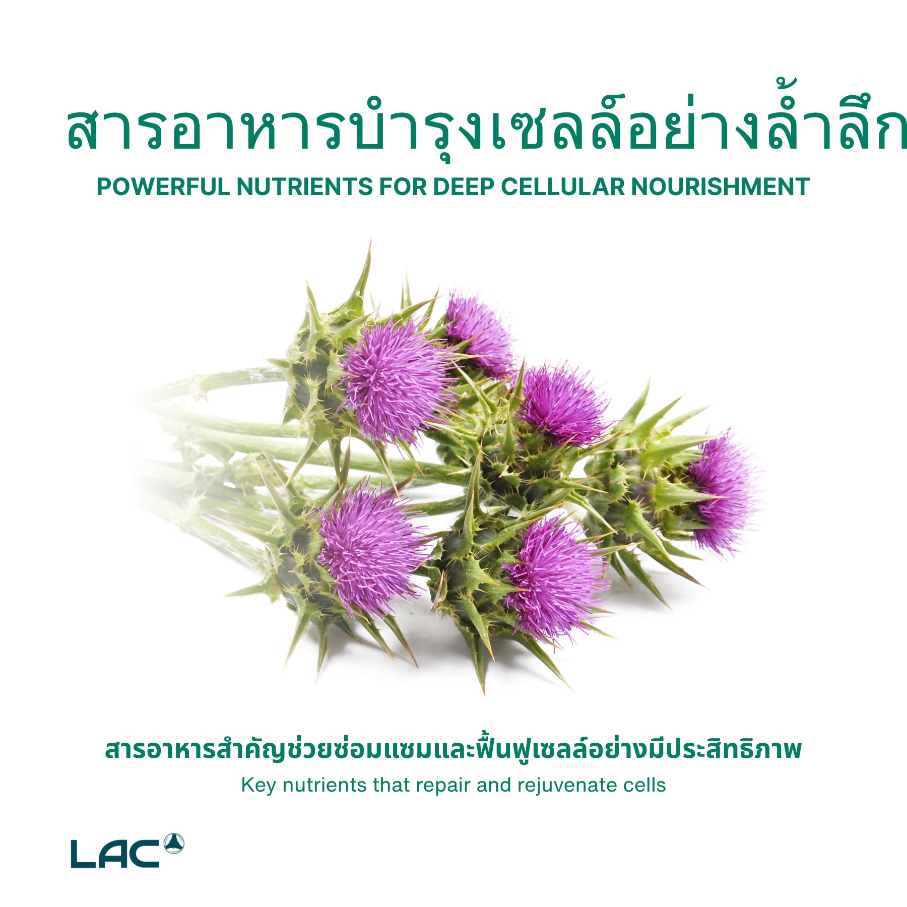 LAC Milk Thistle Extra Strength